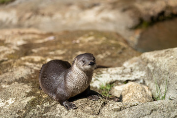 Fresh Water River Otter in wild
