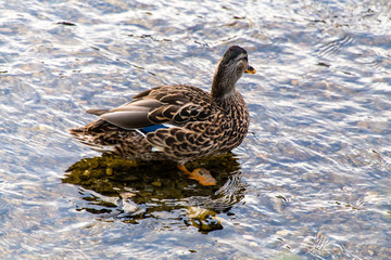 2015年9月, 日本, 京都, 鴨川