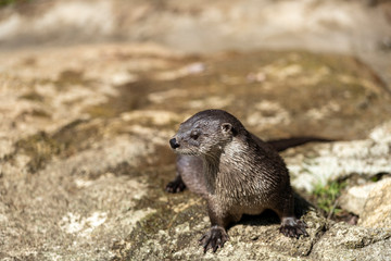 Fresh Water River Otter in wild