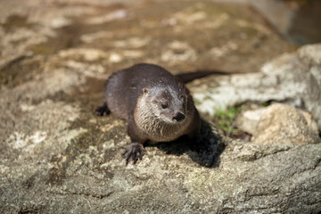 Fresh Water River Otter in wild