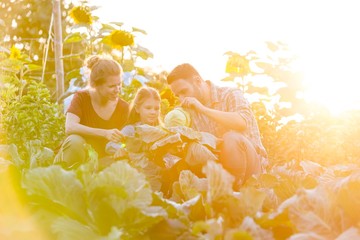 Father showing vegetables growing to daughter in greenhouse with lens flare