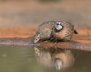 Bobwhite Quail in Rio Grande Valley of Texas