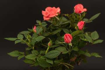 red roses on black background , close-up festive flower arrangement