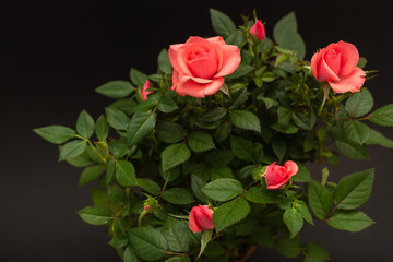 red roses on black background , close-up festive flower arrangement