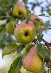 Pear on a tree in the garden