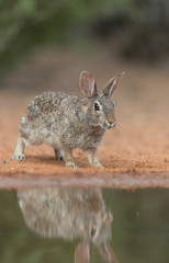 Cute Eastern Cottontail Rabbit in wild