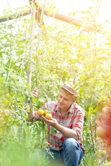 Farmer looking at organic tomatoes growing in field with lens flare