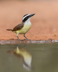 Great Kiskadee perched on tree	 in Rio Grande River Valley