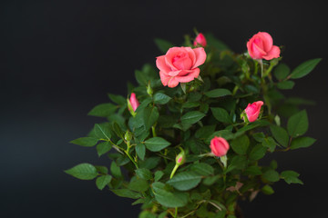 red roses on black background , close-up festive flower arrangement