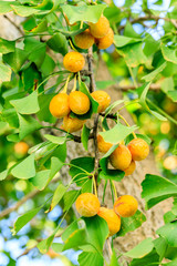 Ripe ginkgo fruit on ginkgo tree in autumn