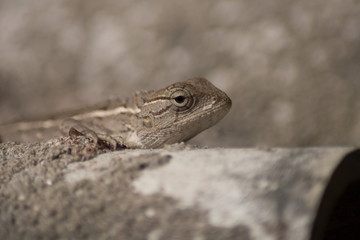 Focus on the chameleon eye 