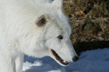 Obraz premium Grey Wolf in sanctuary and breeding center