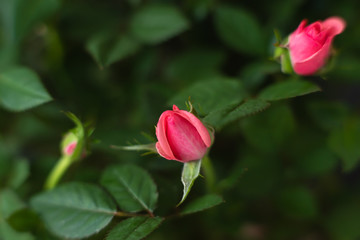 red roses on black background , close-up festive flower arrangement