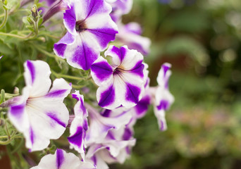 beautiful blooming purple and white petunias in the garden