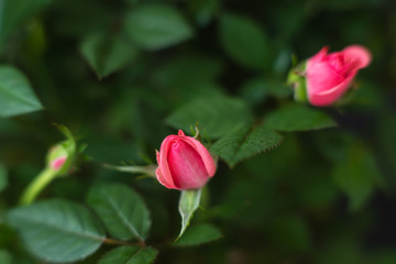 red roses on black background , close-up festive flower arrangement