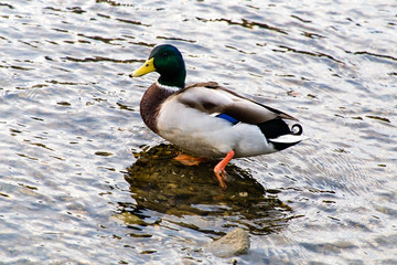 2015年9月, 日本, 京都, 鴨川