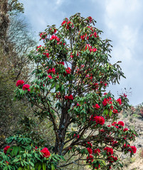 Tree with red flowers. Dharamshala, Himachal Pradesh, India