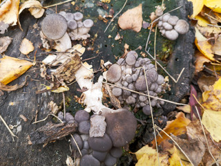 The mushroom grows on a stump in the forest