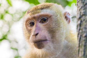 Obraz premium The Macaque Monkeys of Monkey Hill, Phuket.