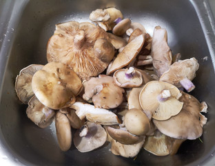 Ordinary mushrooms collected in the forest