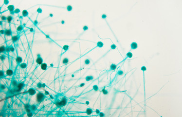 Aspargillus under the microscope