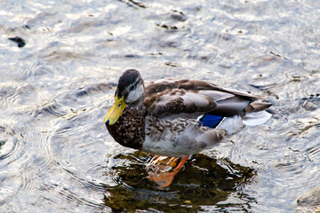 2015年9月, 日本, 京都, 鴨川