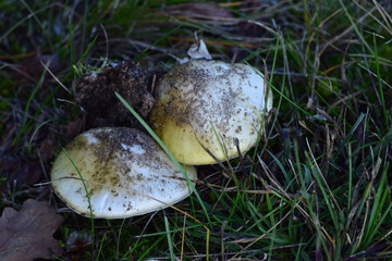 Death cap sprout on a Meadow