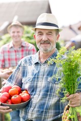 Senior farmer carrying newly harvest tomatoes and carrots in field