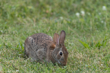 Cute Eastern Cottontail Rabbit in wild