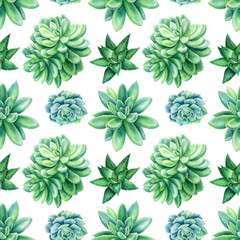 seamless pattern from succulents an isolated white background, watercolor illustration, botanical painting