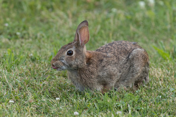 Cute Eastern Cottontail Rabbit in wild