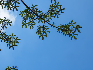 Leaves tree branch against bright clear blue sky background. Copy space frame for text.