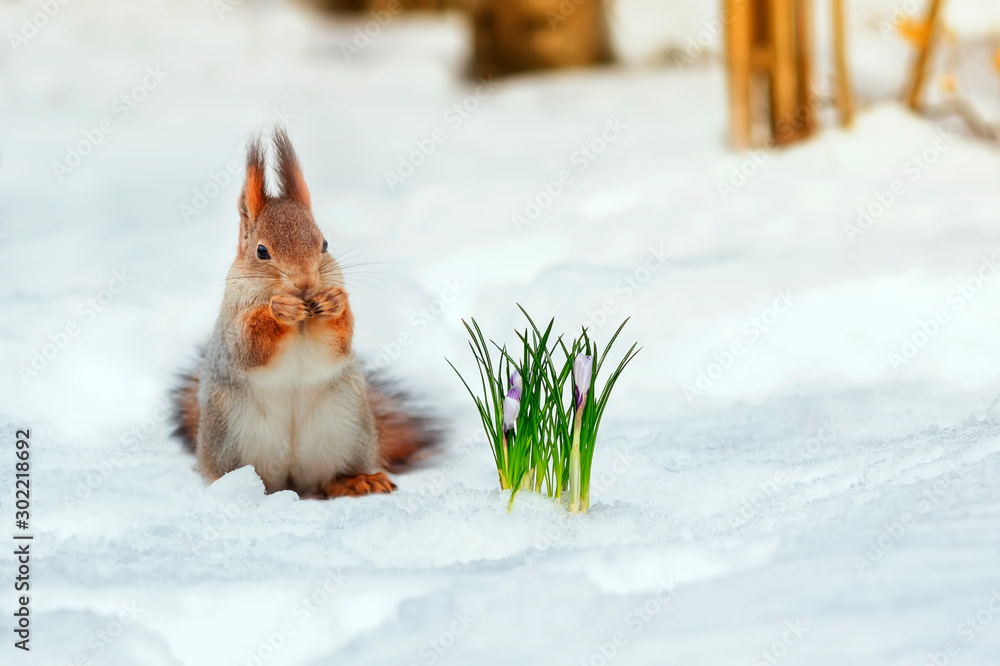 Wall mural portrait of a cute red squirrel standing in the park in white snow at the first flowers of snowdrops