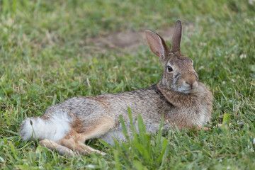 Cute Eastern Cottontail Rabbit in wild
