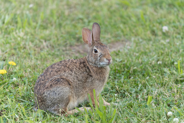 Cute Eastern Cottontail Rabbit in wild
