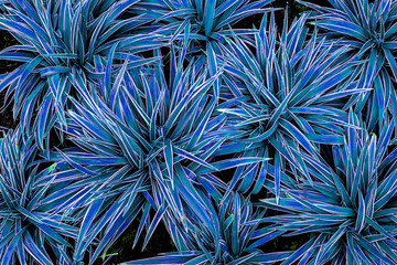 abstract green leaf textures on dark blue tone, natural green background