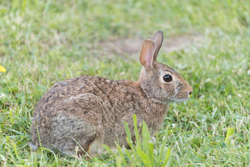 Naklejka na ściany i meble Cute Eastern Cottontail Rabbit in wild
