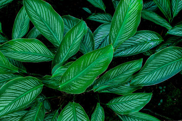 Naklejka na ściany i meble green leaves nature background, closeup tropical leaves texture
