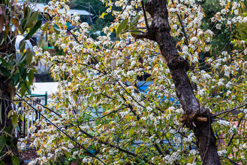 Cherry Blossom, Dharamshala, Himachal Pradesh, India