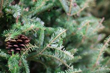 Pine nut decoration on christmas pine tree