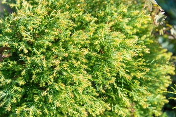 細かい葉のついた枝