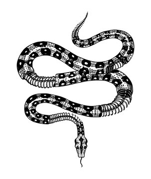 Half-skeleton of a milk snake in Vintage style. Serpent cobra or python or poisonous viper. Engraved hand drawn old reptile sketch for Tattoo, sticker or logo or t-shirts.