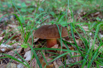 Devil's bolete, Boletus satanas mushroom is growing in the forest.