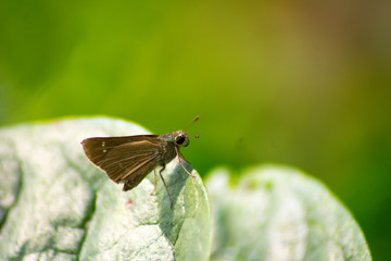 Butterfly site on the leaves 