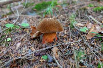 Devil's bolete, Boletus satanas mushroom is growing in the forest.