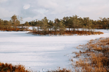 Rural winter scenery. Swamp with frozen water and pine tree at sunny day.