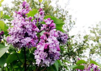 Lilac blossom in spring scene. Spring blooming lilac flowers.