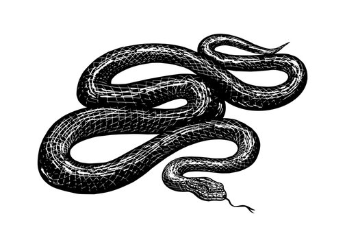 Python in Vintage style. Serpent or poisonous viper snake. Engraved hand drawn old reptile sketch for Tattoo, sticker or logo or t-shirts.