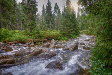 Forest river stream water slowly flow through the stones in the forest.