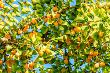 Leaves and fruit of the ginkgo tree in fall